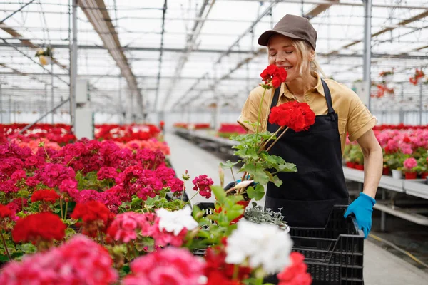 Female Worker Enjoys Smell Fresh Geranium Flowers While Working Greenhouse — Stock Fotó
