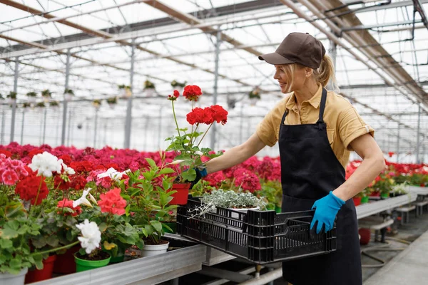 Florist Woman Stacking Flowers Plastic Box While Working Greenhouse — Stockfoto