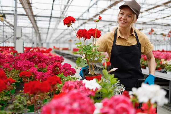 Woman Florist Chooses Geranium Flowers Greenhouse Puts Them Box — Stockfoto