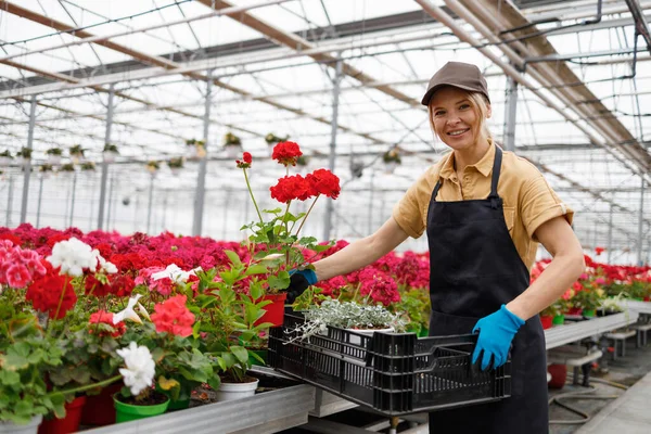 Florist Woman Greenhouse Puts Geranium Flowers Box — Stock Fotó