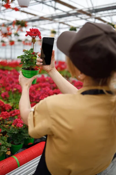 Woman Flower Greenhouse Taking Pictures Plants Smartphone — Stockfoto