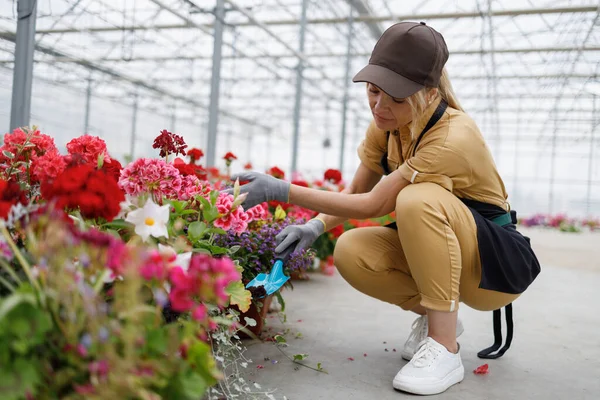 Woman florist transplants flowers while working in a greenhouse with plants