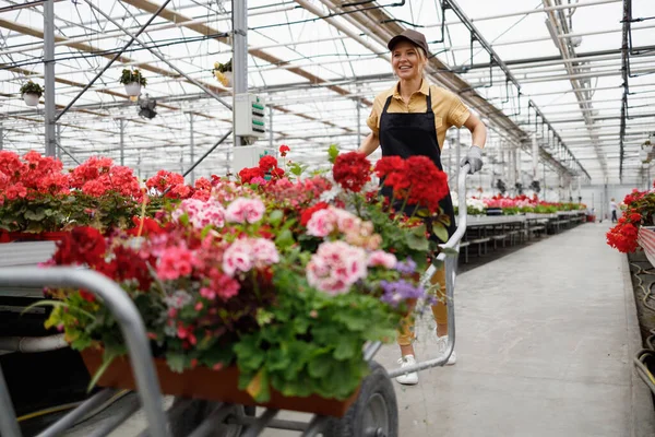 Positive Female Greenhouse Worker Pushing Wheelbarrow Potted Flowers — Stockfoto