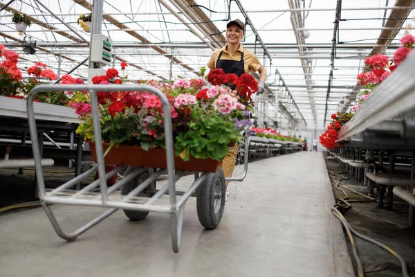 Woman Wheelbarrow Flower Greenhouse — Stockfoto
