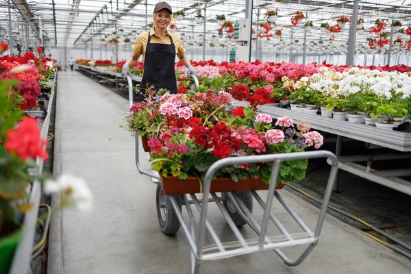 Cheerful Female Greenhouse Worker Pushing Wheelbarrow Flowers — Stockfoto