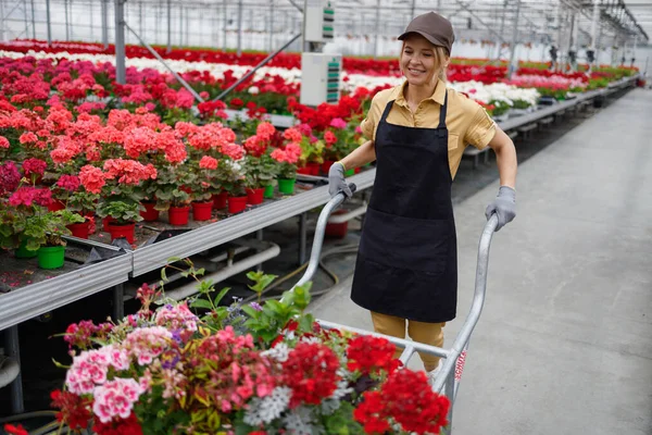 Mature Woman Florist Pushing Wheelbarrow Full Potted Flowers Greenhouse — Stockfoto