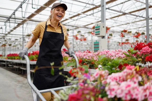 Satisfied Woman Apron Cap Pushing Wheelbarrow Full Flowers Greenhouse — Stockfoto