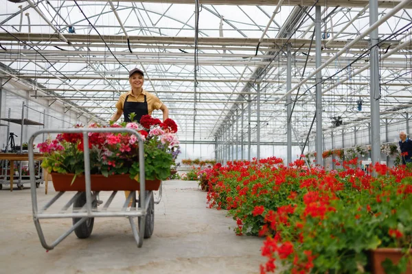 Woman Wheelbarrow Flowers Greenhouse — Stockfoto