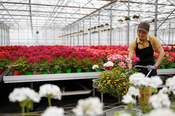 Flower Greenhouse Worker Walks Nursery Collects Orders Shopping Cart — Stockfoto