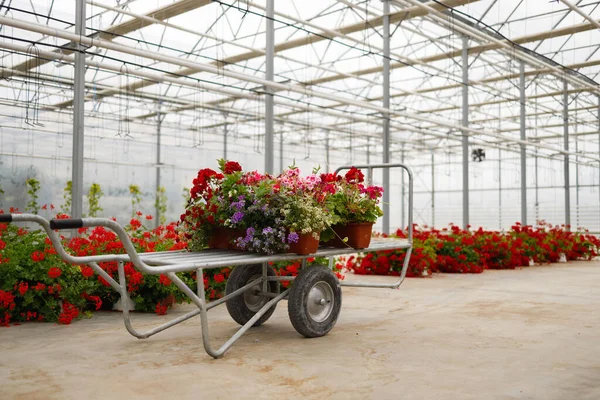 Wheelbarrow Flowers Greenhouse — Stockfoto