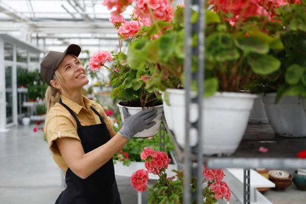 Cute female greenhouse worker putting flower pots on cart