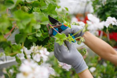 Serada solmuş çiçekleri kesen kadınların ellerini yakından görebiliriz.