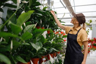 Kadın bahçe çalışanı spathiphyllum çiçekleriyle ilgileniyor.