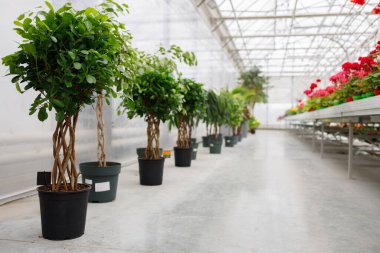 Seradaki saksılardaki ficuslar