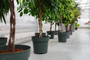 Ficus saksıları bahçe merkezinin zemininde duruyordu.