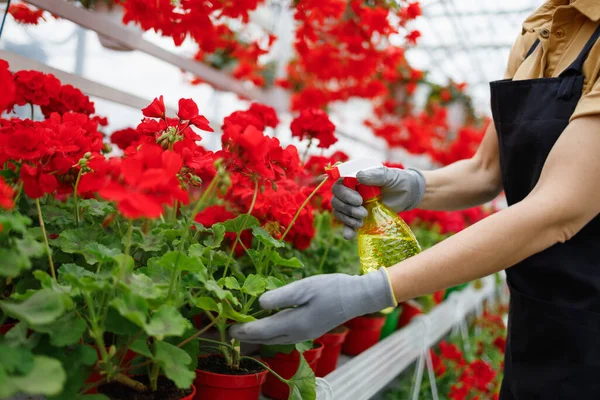 Woman Spraying Pesticide Flowers Greenhouse Florist Moisturizing Flowers Greenhouse — Stockfoto