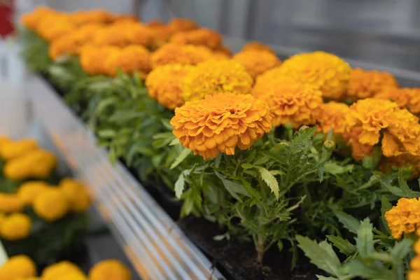 Orange Tagetis Flowers Greenhouse — Stockfoto