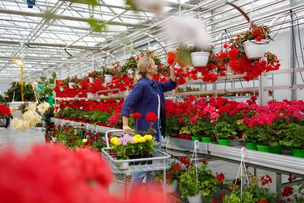 Female Shopper Cart Chooses Flowers Greenhouse — Stockfoto