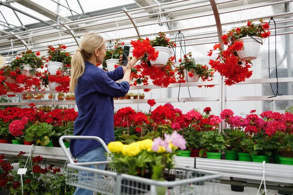 Female Customer Flower Greenhouse Takes Picture Flowers Smartphone — Stockfoto