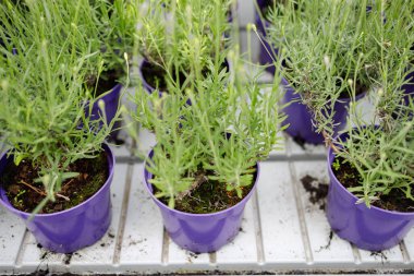 Lavender flowers in violet pots