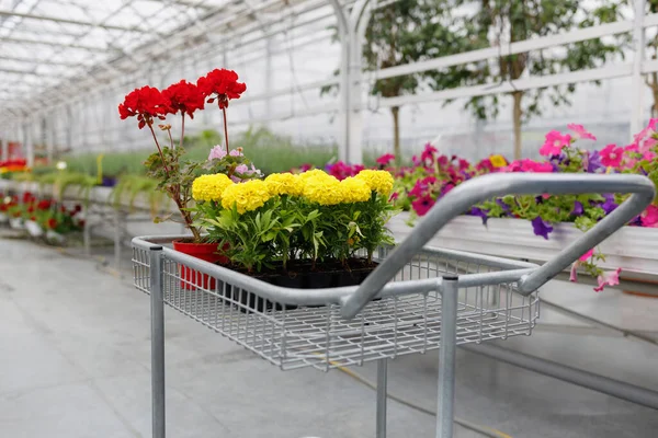 Potted flowers in a customer's cart at greenhouse