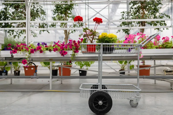 Cart Flowers Greenhouse — Stockfoto