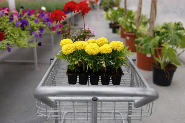 Shopping cart with marigold and geranium flowers in a greenhouse