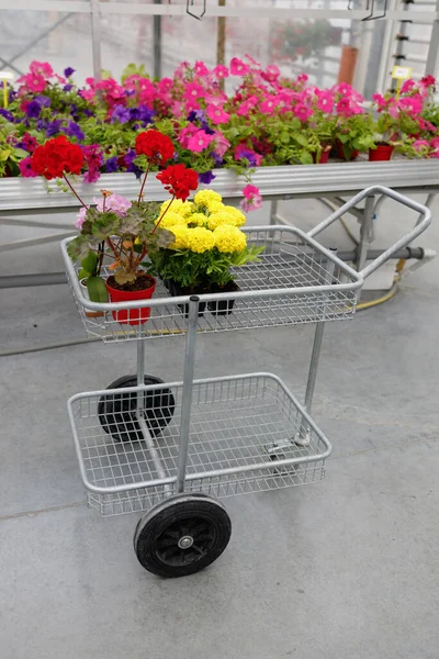 Shopping Cart Plants Flowers Greenhouse — Stockfoto