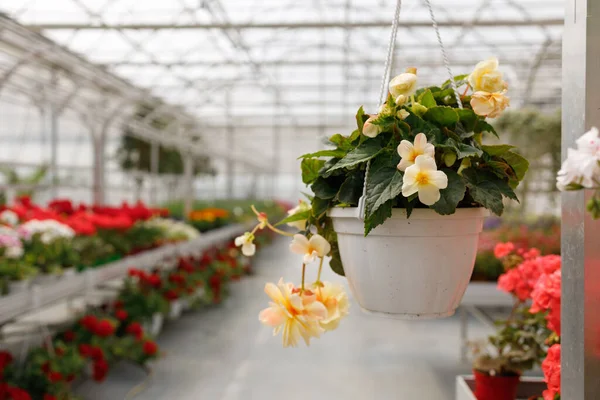 Begonia Flower Pot Hanging Greenhouse — Stockfoto