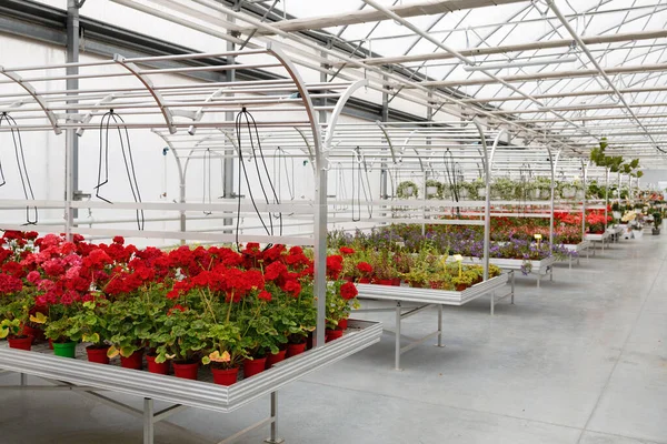 Shelves Flowers Greenhouse Floriculture Business — Stockfoto