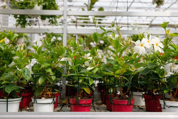 Lots Potted White Mandevilla Flowers Flower Shop — Stockfoto