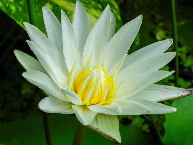 Beyaz lotus