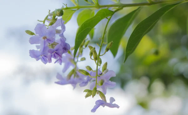 Färgglada tropiska blommor — Stockfoto