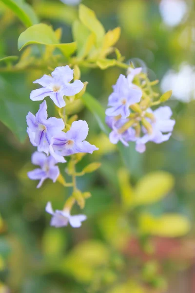 Colorful tropical flowers — Stock Photo, Image