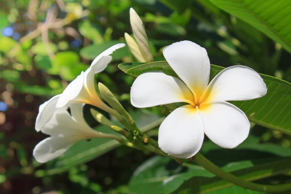 Frangipani çiçekler