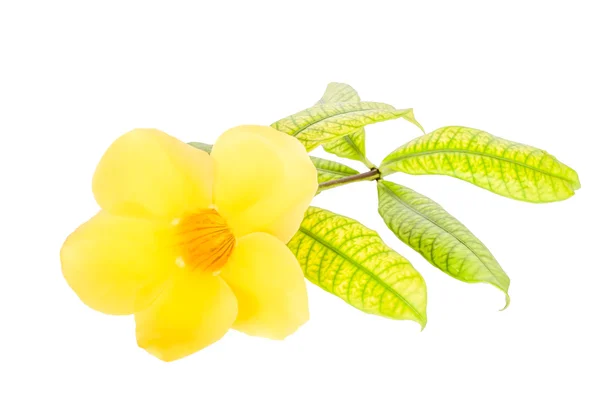 Żółte kwiaty i liście — Zdjęcie stockowe