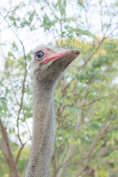 Strauß — Stockfoto