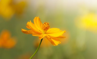 Cosmos çiçek