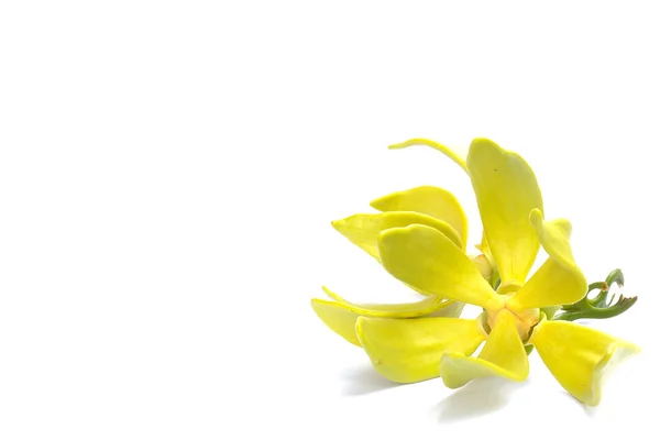 ylang-ylang çiçek