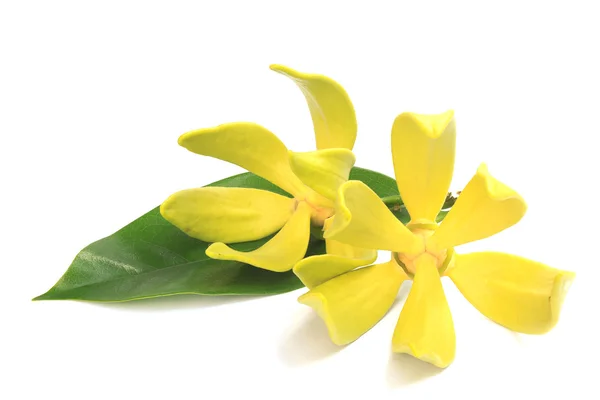 ylang-ylang çiçek