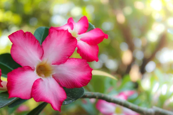 Wüstenrose — Stockfoto