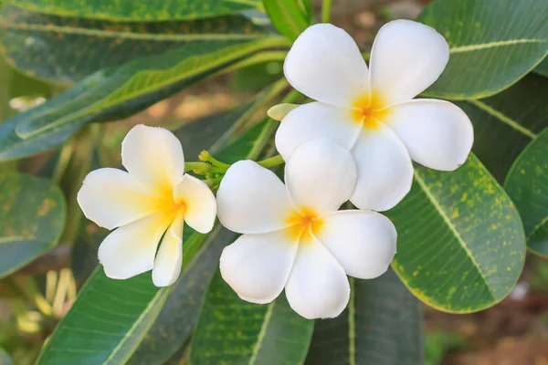 Frangipani flowers — Stock Photo, Image