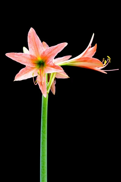Amaryllis Hippeastrum