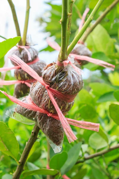 bitki tekniği klonlama yılında aşılı Şubesi