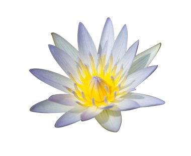 güzel, lotus