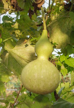 Calabash bitki