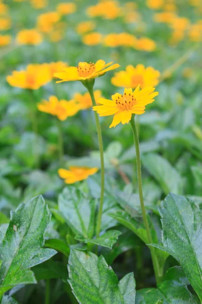 Wedelia trilobata — Stock Fotó