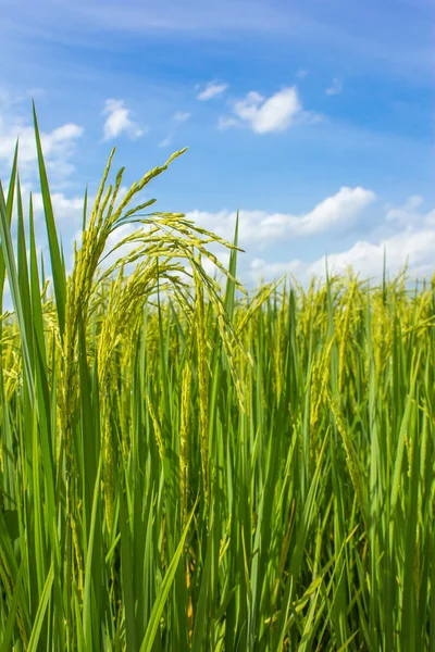 Tayland 'daki pirinç tarlaları