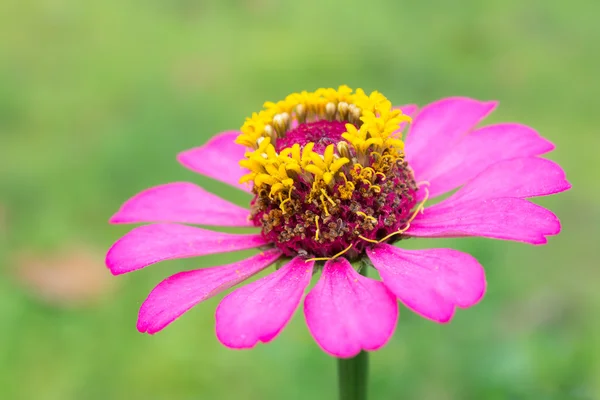 Närbild på en vacker lila röd zinnia blomma med naturliga ba — Stockfoto