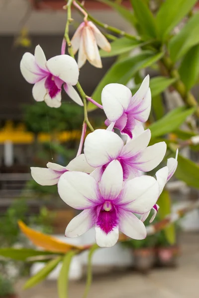 Фіолетові та білі орхідеї — стокове фото